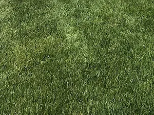 Candice “Candy” Johnson